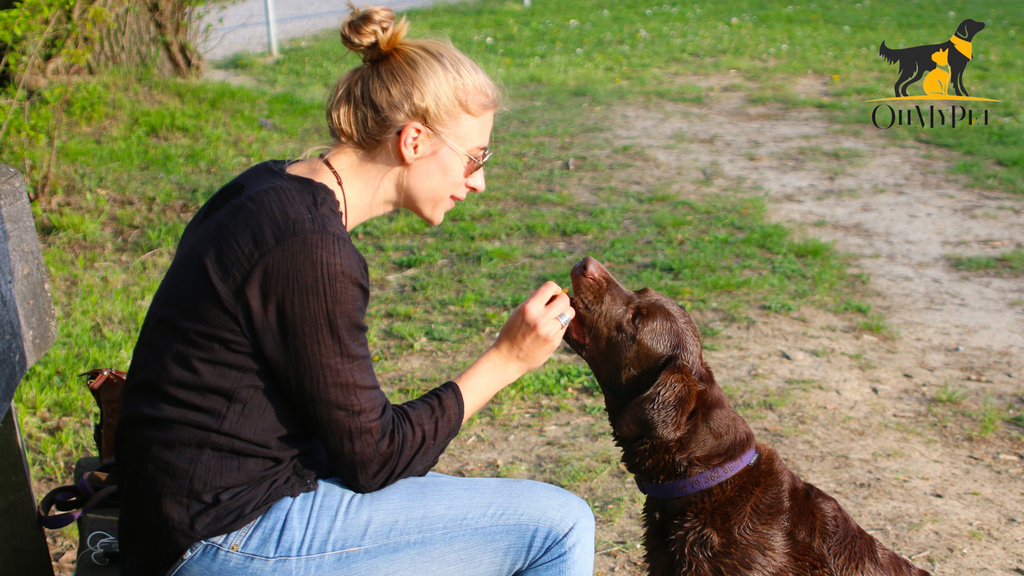 At-Home Dog Health Check: 7 Steps in 5 Minutes