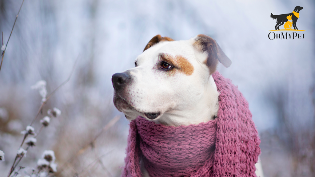 5 Winter Care Tips For Your Dog