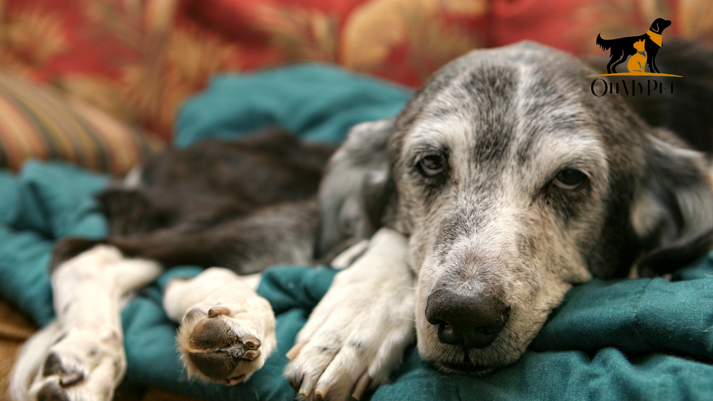 Diabetes in Dogs and Cats: Know It All